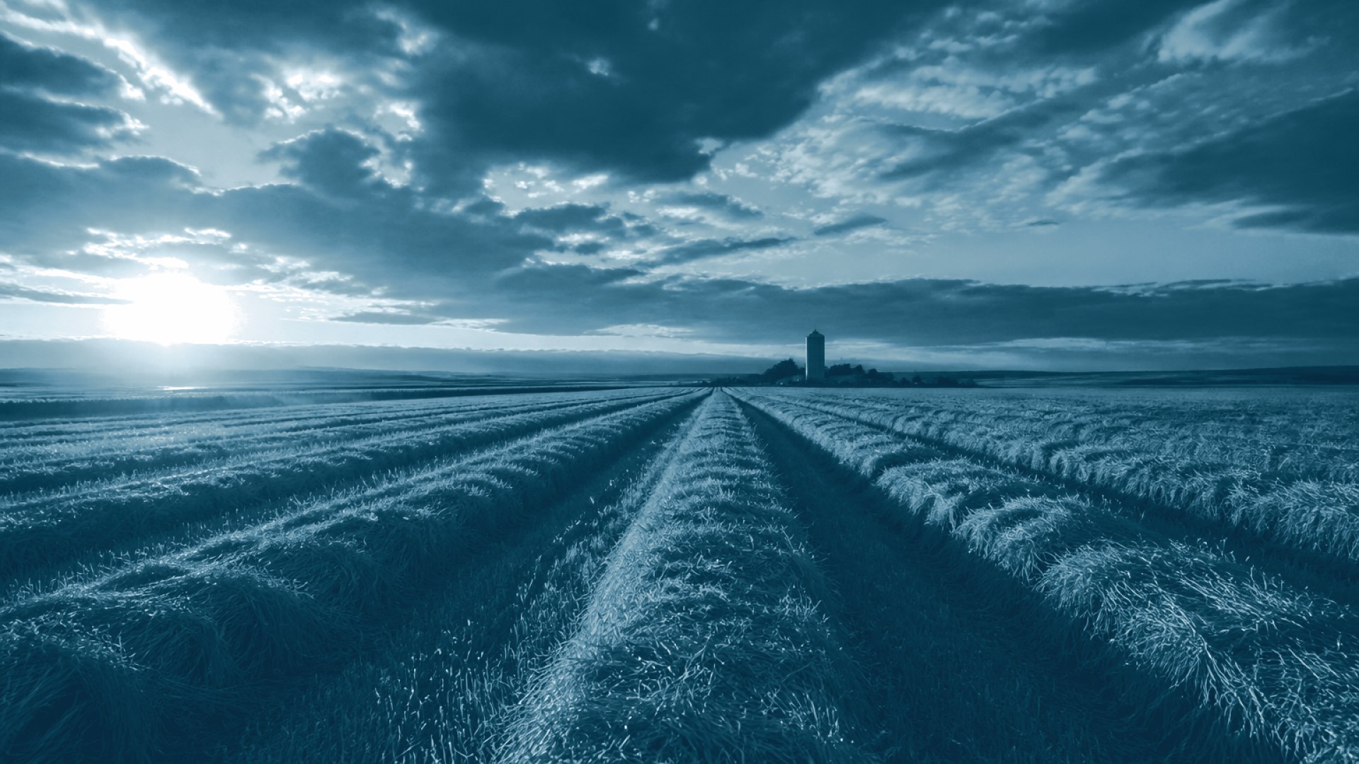 Campo de trigo na época da colheita, silo ao fundo