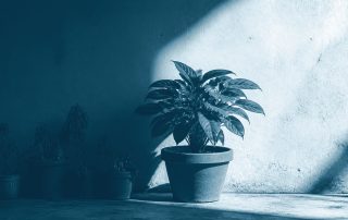 Uma planta exuberante ao sol ao lado de outras murchas na sombra