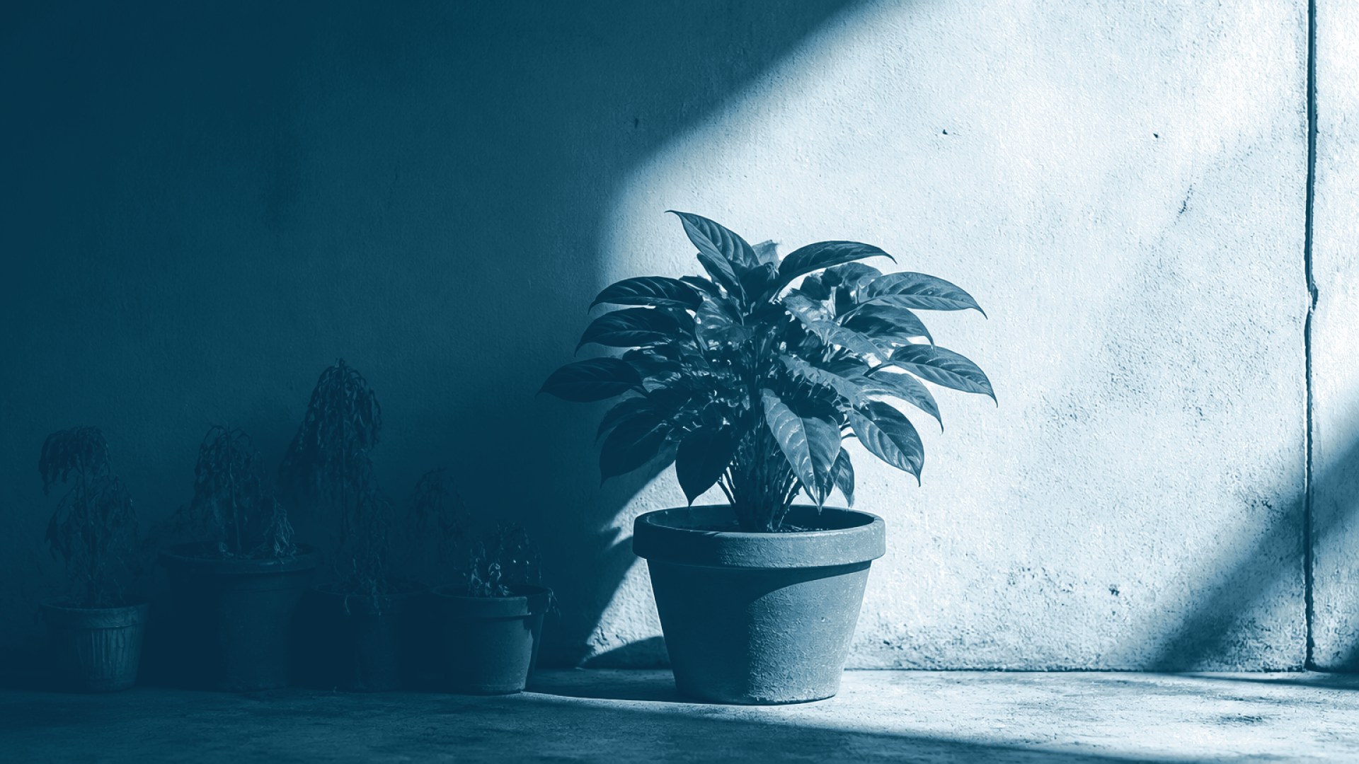 Uma planta exuberante ao sol ao lado de outras murchas na sombra